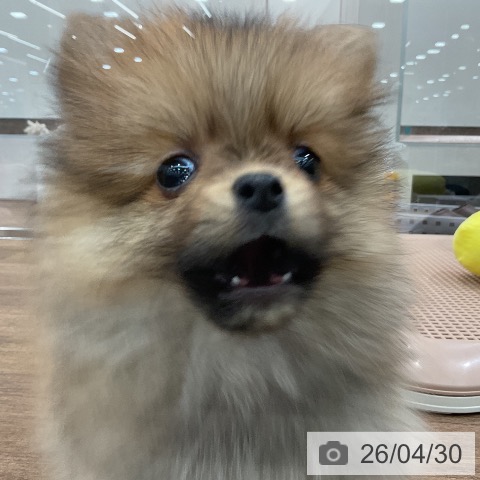 埼玉県のポメラニアン (ペッツワン 吉川美南店/2026年2月24日生まれ/女の子/オレンジ)の子犬の3枚目の画像