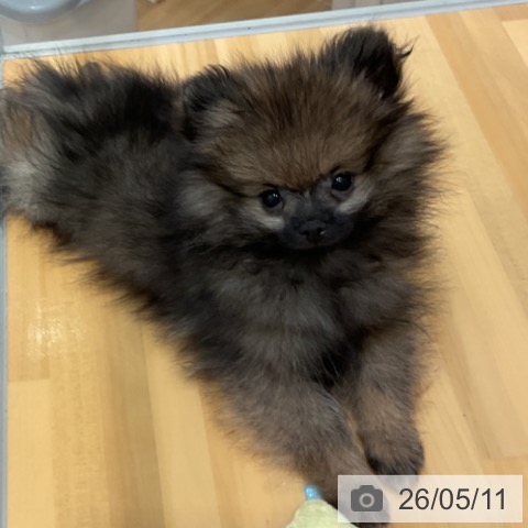 山形県のポメラニアン (ペットプラス 天童店/2026年2月22日生まれ/男の子/オレンジセーブル)の子犬の4枚目の画像