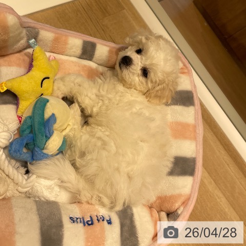 ビション・フリーゼの写真