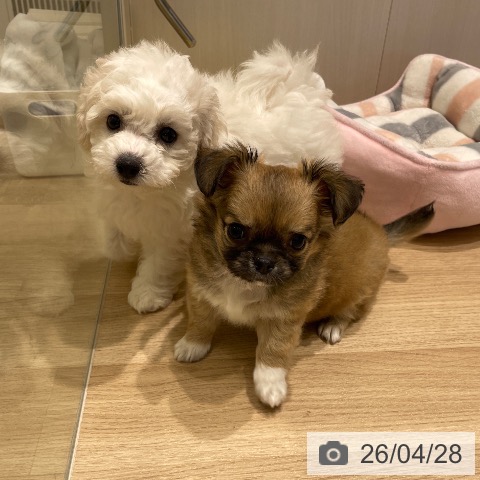 ビション・フリーゼの写真