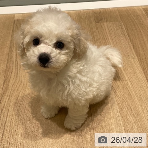 ビション・フリーゼの写真