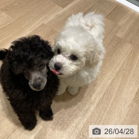 ビション・フリーゼの写真