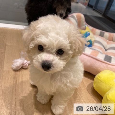 ビション・フリーゼの写真