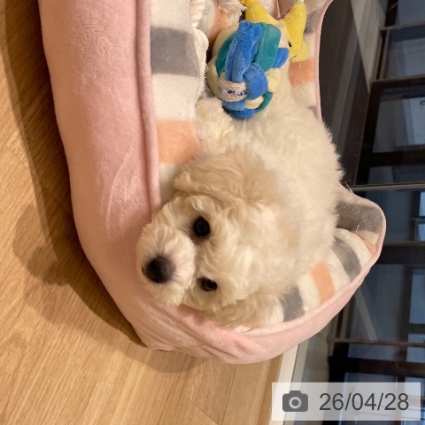 ビション・フリーゼの写真