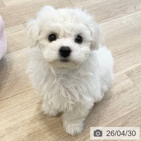 ビション・フリーゼの写真