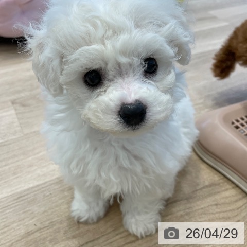 神奈川県のビションフリーゼ (ペットプラス テラスモール湘南店/2026年2月22日生まれ/女の子/ホワイト)の子犬の3枚目の画像