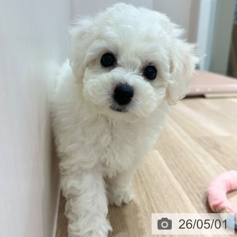長野県のビションフリーゼ (ペットプラス 長野店/2026年2月22日生まれ/女の子/ホワイト)の子犬の4枚目の画像