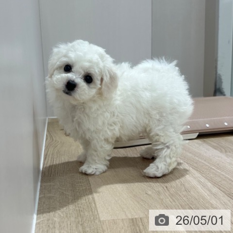 長野県のビションフリーゼ (ペットプラス 長野店/2026年2月22日生まれ/女の子/ホワイト)の子犬の3枚目の画像