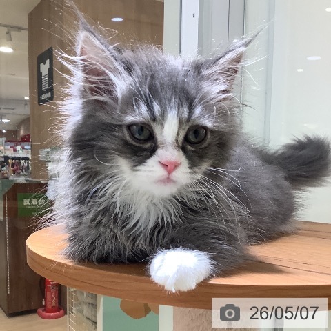 マンチカンの写真