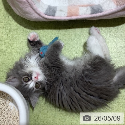 マンチカンの写真