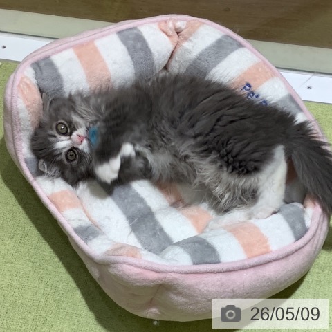 マンチカンの写真
