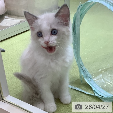 埼玉県のラグドール (ペットプラス 羽生店/2026年2月22日生まれ/男の子/シールポイントバイカラー)の子猫の4枚目の画像