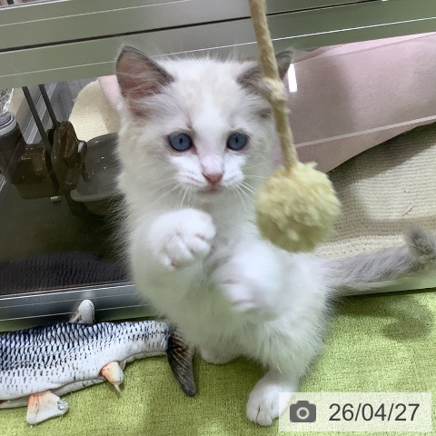 埼玉県のラグドール (ペットプラス 羽生店/2026年2月22日生まれ/男の子/シールポイントバイカラー)の子猫の3枚目の画像