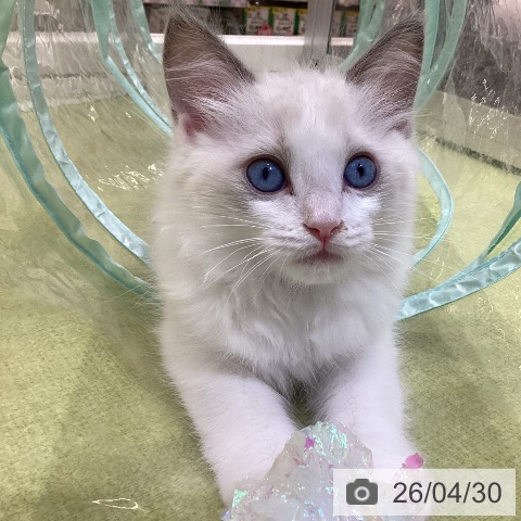 埼玉県のラグドール (ペットプラス 羽生店/2026年2月22日生まれ/男の子/シールポイントバイカラー)の子猫の3枚目の画像
