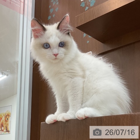 ラグドールの写真