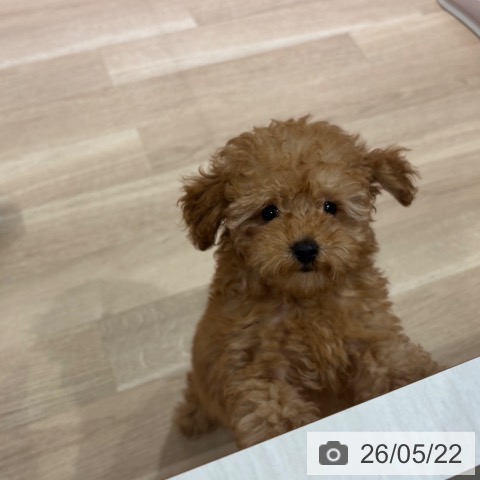 神奈川県のトイプードル(トイ) (ペットプラス ゆめが丘ソラトス店/2026年2月25日生まれ/男の子/アプリコット)の子犬の4枚目の画像