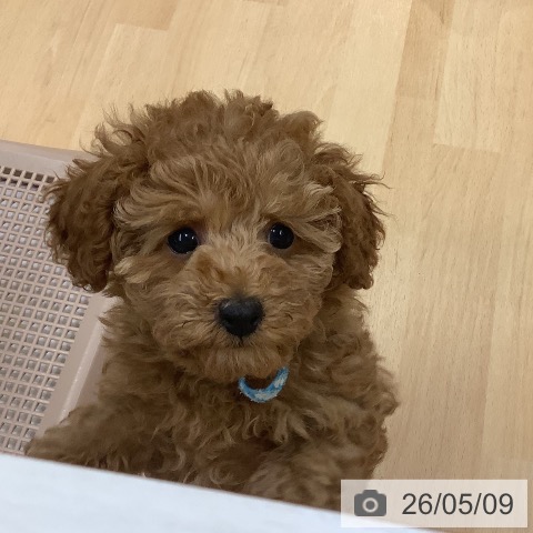 長野県のトイプードル(トイ) (ペットプラス 松本店/2026年2月25日生まれ/男の子/アプリコット)の子犬の4枚目の画像