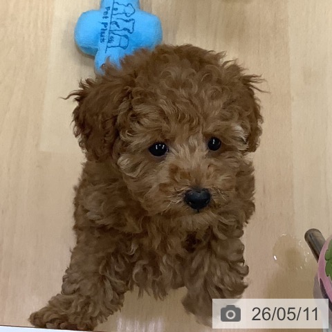 長野県のトイプードル(トイ) (ペットプラス 松本店/2026年2月25日生まれ/男の子/アプリコット)の子犬の3枚目の画像