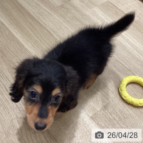 カニーンヘン・ダックスフンドの写真