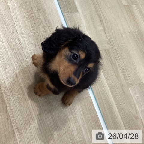 カニーンヘン・ダックスフンドの写真