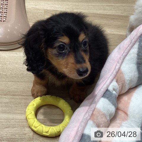 カニーンヘン・ダックスフンドの写真