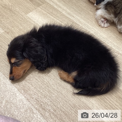 カニーンヘン・ダックスフンドの写真