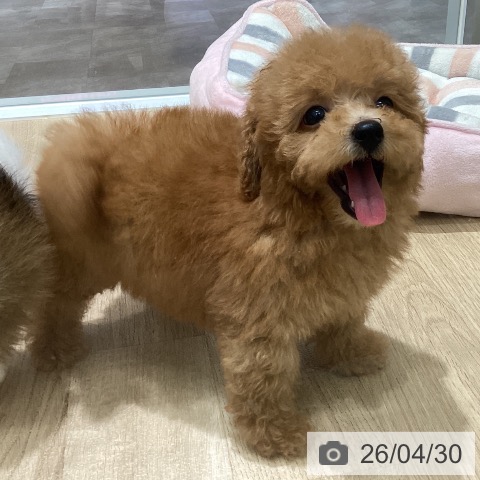 宮城県のトイプードル(トイ) (ペットプラス 名取店/2026年2月25日生まれ/男の子/アプリコット)の子犬の3枚目の画像