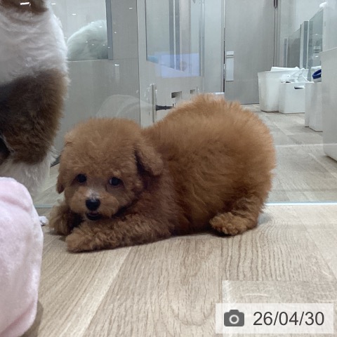 宮城県のトイプードル(トイ) (ペットプラス 名取店/2026年2月25日生まれ/男の子/アプリコット)の子犬の4枚目の画像