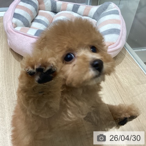 宮城県のトイプードル(トイ) (ペットプラス 名取店/2026年2月25日生まれ/男の子/アプリコット)の子犬の3枚目の画像