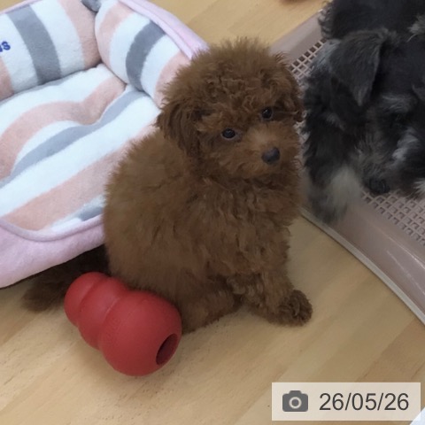 青森県のトイプードル(トイ) (ペットプラス 青森浜田店/2026年2月25日生まれ/女の子/レッド)の子犬の4枚目の画像
