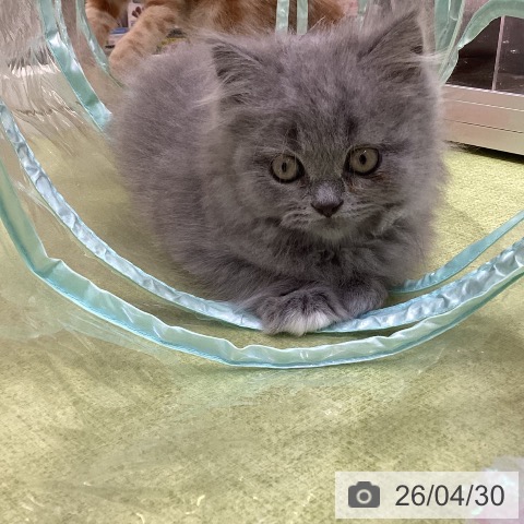 埼玉県のブリティッシュショートヘアー (ペットプラス 羽生店/2026年2月18日生まれ/男の子/ブルー)の子猫の3枚目の画像