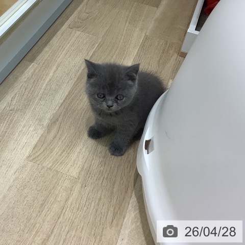 埼玉県のブリティッシュショートヘアー (ペットプラス ららぽーと新三郷店/2026年2月18日生まれ/女の子/ブルー)の子猫の4枚目の画像