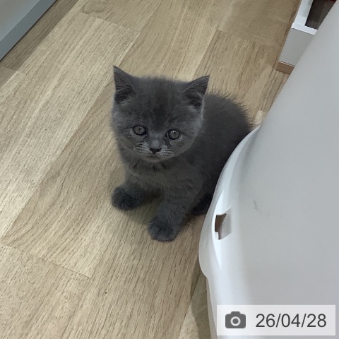 埼玉県のブリティッシュショートヘアー (ペットプラス ららぽーと新三郷店/2026年2月18日生まれ/女の子/ブルー)の子猫の3枚目の画像