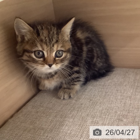 マンチカンの写真