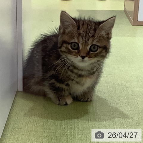 マンチカンの写真