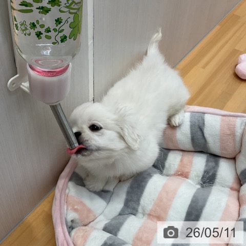 山形県のペキニーズ (ペットプラス 天童店/2026年2月24日生まれ/男の子/ホワイトクリーム)の子犬の4枚目の画像