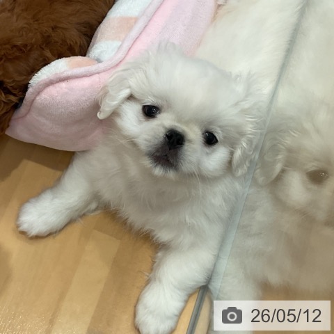山形県のペキニーズ (ペットプラス 天童店/2026年2月24日生まれ/男の子/ホワイトクリーム)の子犬の3枚目の画像