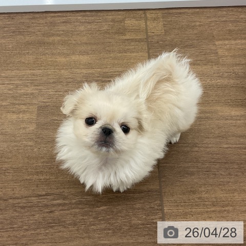 ペキニーズの写真