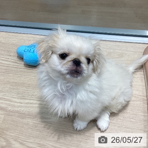 千葉県のペキニーズ (ペットプラス 柏店/2026年2月24日生まれ/男の子/ホワイトクリーム)の子犬の4枚目の画像