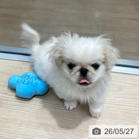 千葉県のペキニーズ (ペットプラス 柏店/2026年2月24日生まれ/男の子/ホワイトクリーム)の子犬の3枚目の画像