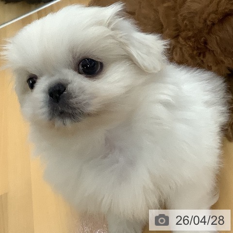 ペキニーズの写真