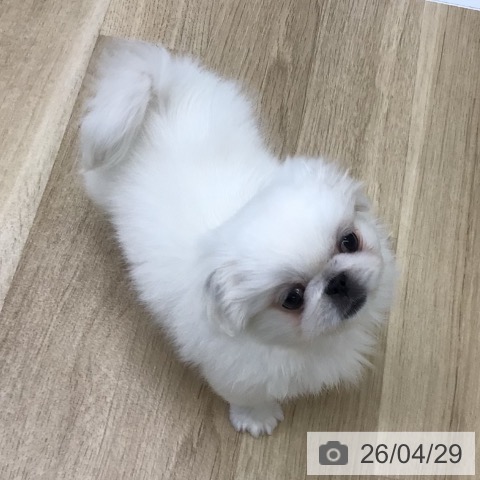 福島県のペキニーズ (ペットプラス 福島店/2026年2月24日生まれ/女の子/ホワイトクリーム)の子犬の4枚目の画像