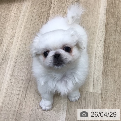 福島県のペキニーズ (ペットプラス 福島店/2026年2月24日生まれ/女の子/ホワイトクリーム)の子犬の3枚目の画像