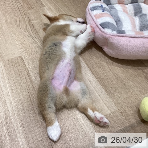 宮城県のウェルシュコーギーペンブローク (ペットプラス 仙台上杉店/2026年2月23日生まれ/男の子/レッドホワイト)の子犬の4枚目の画像