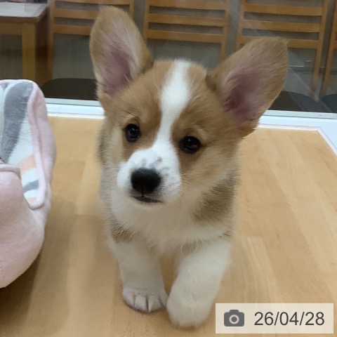 ウェルシュ・コーギー・ペンブロークの写真