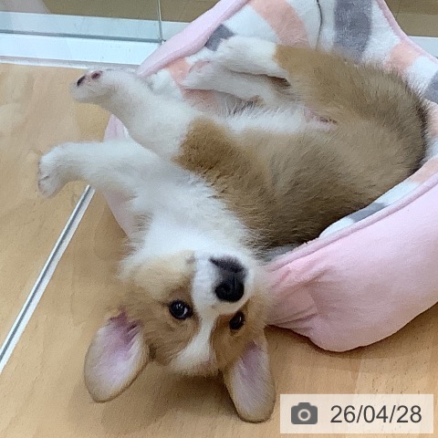 ウェルシュ・コーギー・ペンブロークの写真