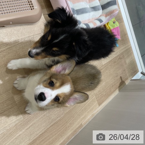 ウェルシュ・コーギー・ペンブロークの写真