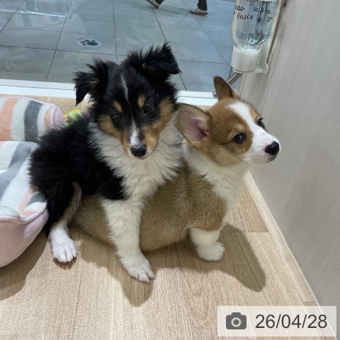 ウェルシュ・コーギー・ペンブロークの写真