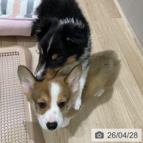 ウェルシュ・コーギー・ペンブロークの写真