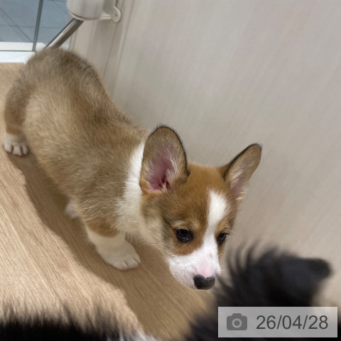 ウェルシュ・コーギー・ペンブロークの写真